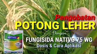 HOW TO OVERCOME NECK CUTTING IN RICE