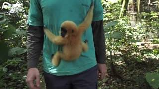 Hand-feeding baby gibbon for the first time