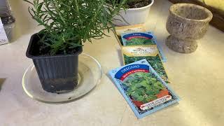 Prepping a Medicinal Herb Garden + Basil Tea