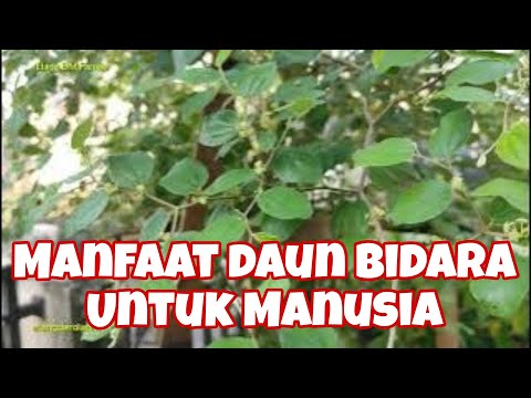 🔴25 MANFAAT DAUN BIDARA UNTUK KESEHATAN TUBUH YANG PATUT DIKETAHUI‼️ZIZIPHUS MAURITIANA