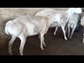 Dumbi Dumba Breeding Setup Contact 8983522021 Kohinoorgoatfarm Youtube 