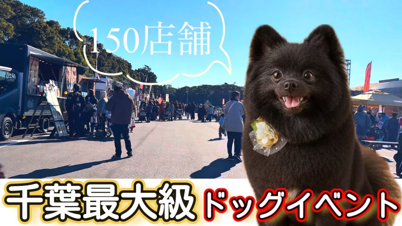 150 торговых палаток! Крупнейшее в Японии мероприятие для собак прошло на ура!