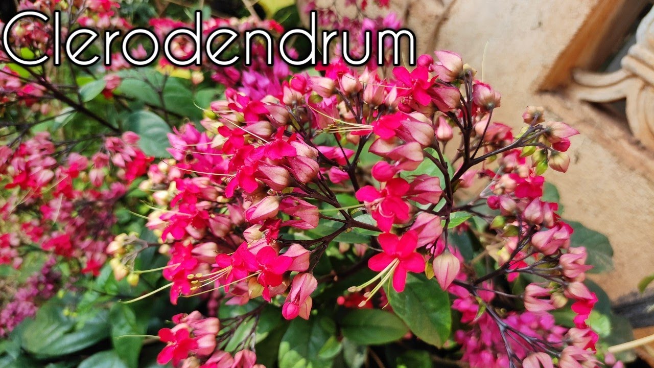 Amazing Clerodendrum 🌸 💐Plant Flowers | Bleeding Heart Vine Flowers