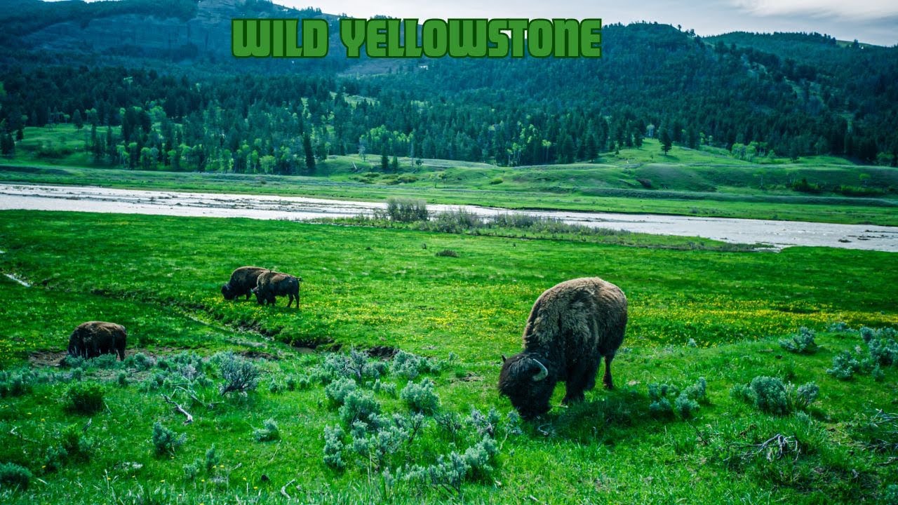 Yellowstone National Park in 4K | Epic Cinematic Nature Scenery