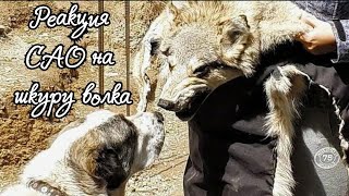 Реакция САО на шкуру волка