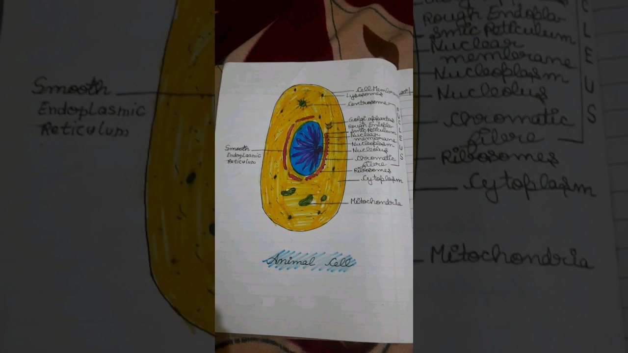 How to Draw Animal cell Diagram for Class 9th | 