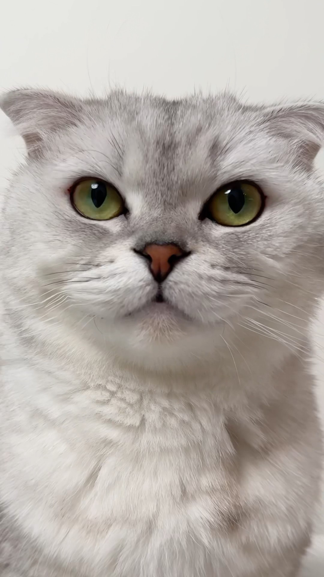 Sonya… ? #cat #cats
