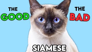 SIAMESE Cat PROS and CONS (MUSTKNOW)