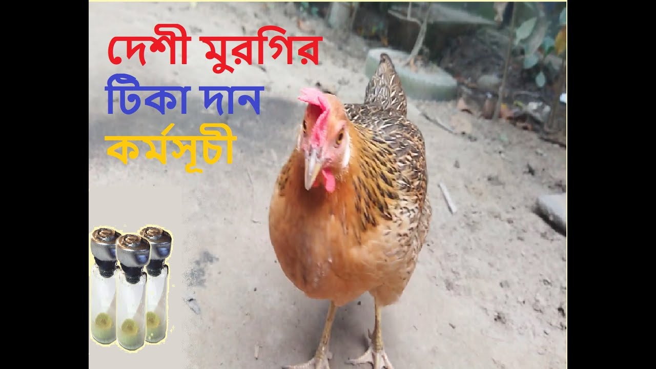 desi-murgi-vaccine-schedule-poultry-vaccination-schedule-youtube