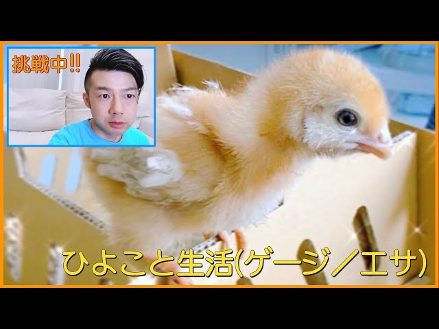 🐣Living with Chicks🐣《How to Make a Cage/Food》(Takashi Takeuchi