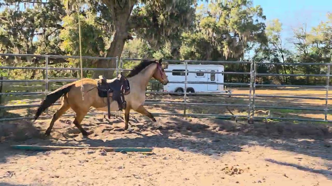 Buckwheat knows his verbal commands 