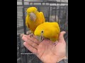 Living Gold? 💛🦜 The rare Queen of Bavaria Conure. #GoldenConure #ParrotLover #AmazonRainforest
