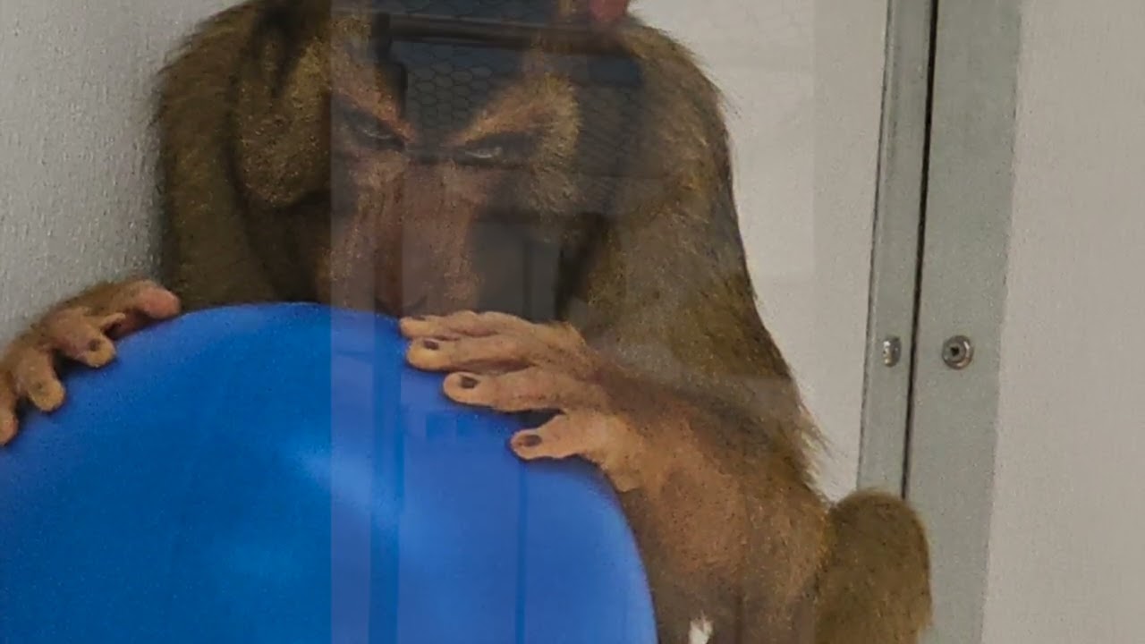 We donated toys to Oregon Primate Rescue!