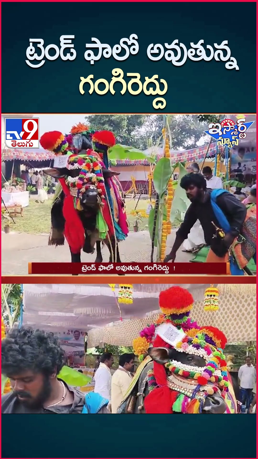 iSmart News : ట్రెండ్ ఫాలో అవుతున్న గంగిరెద్దు..! | Sankranti - TV9