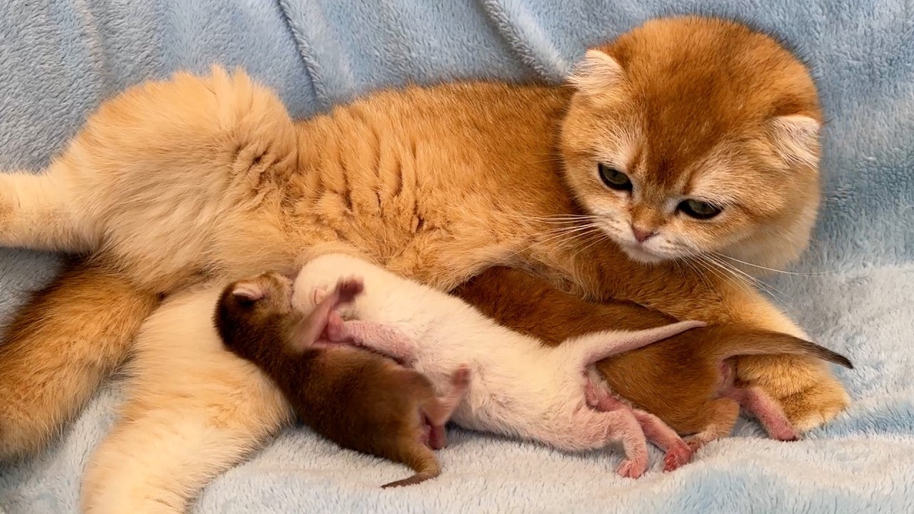 Недоношенный котенок сражается с сильным братом за молоко. Субтитры!