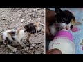 Rescued Malnourished Kitten Turns Into Beautiful Girl Thanks To Love And Care