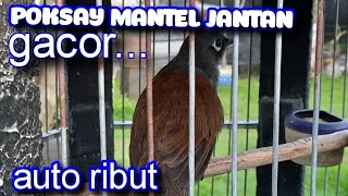 Download Lagu POKSAY MANTEL JANTAN GACOR MP3