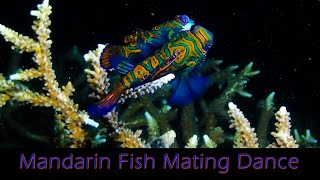 Mandarin Fish Mating Dance (Synchiropus splendidus) - Spawning on a Night Dive - Lembeh, Indonesia