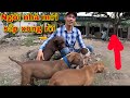 Đàn Pitbull Sắp Có Nhà mới , Công Trình Sắp Hoàn Thiện, build a dog house