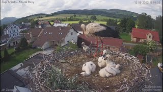 The smallest stork thrown out~20220612~Stork's nest Mladé Buky