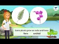 Characteristics of Plants Quiz