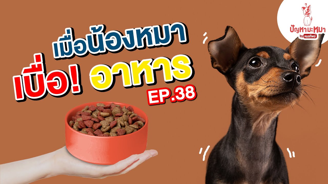 เมื่อน้องหมา เบื่ออาหาร!! | ตอบปัญหามะหมา EP.38 | สุนัข เบื่อ อาหารเนื้อหาที่เกี่ยวข้องทั้งหมดที่สมบูรณ์ที่สุด