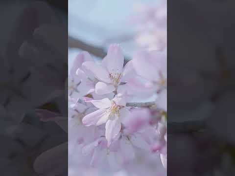 桜をただ眺める時間　