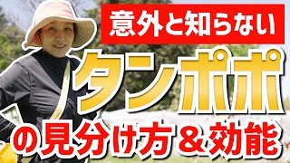 【タンポポ】意外と知られていない「タンポポ」の見分け方/効能解説【タンポポの活用法】