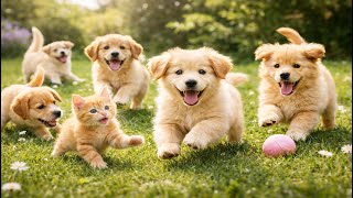 Relaxing Outdoor Puppy Time With Mother Dog Soft Dog Sounds