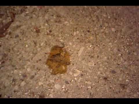 Stepped In Poop i stepped in dog poop - YouTube