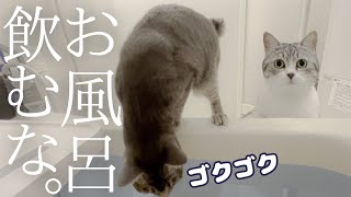 Cat Loves Bath by サウナ猫しきじ 8,701 views 7 months ago 9 minutes, 2 seconds