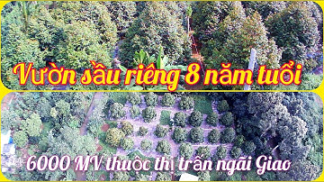 Đất rẻ Vũng tàu - bán vườn sầu riêng cây ăn trái 6000 MV thuộc thị trấn ngãi Giao giá 6tỷ 5