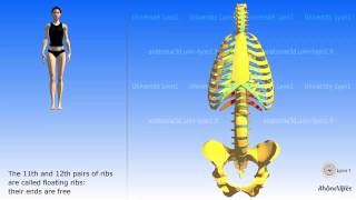 The thoracic cage the ribs