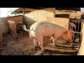 Puerco semental | Cerdos Episodio #35