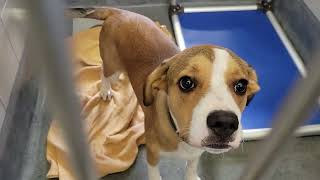 acs A649870