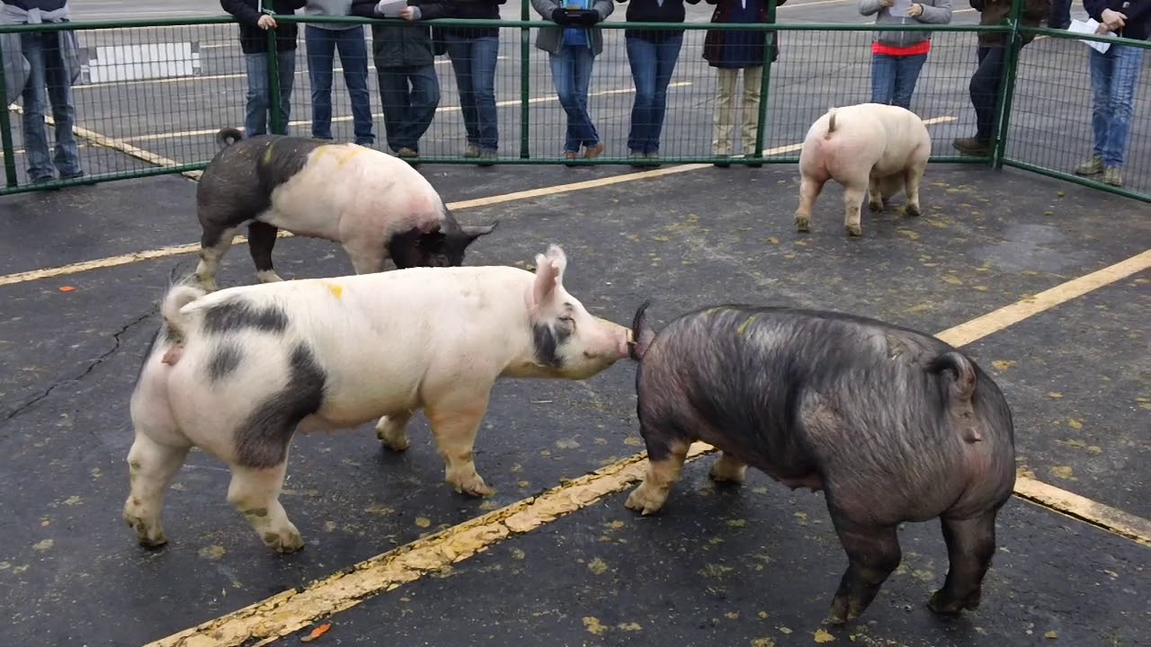 LLC 2018 Market Hogs I YouTube