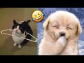 The funniest petss ever 4   thats incredibly fun  joyspets