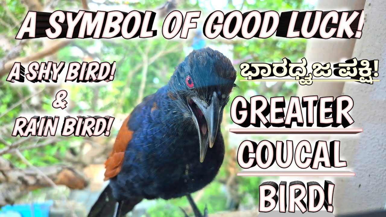 The Bharadwaj Bird – Greater Coucal of Indian Folklore #wildlife #birds ...