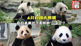 4只旅日大熊猫将归国 日本粉丝含泪送别：希望它嫁人生子过得好！