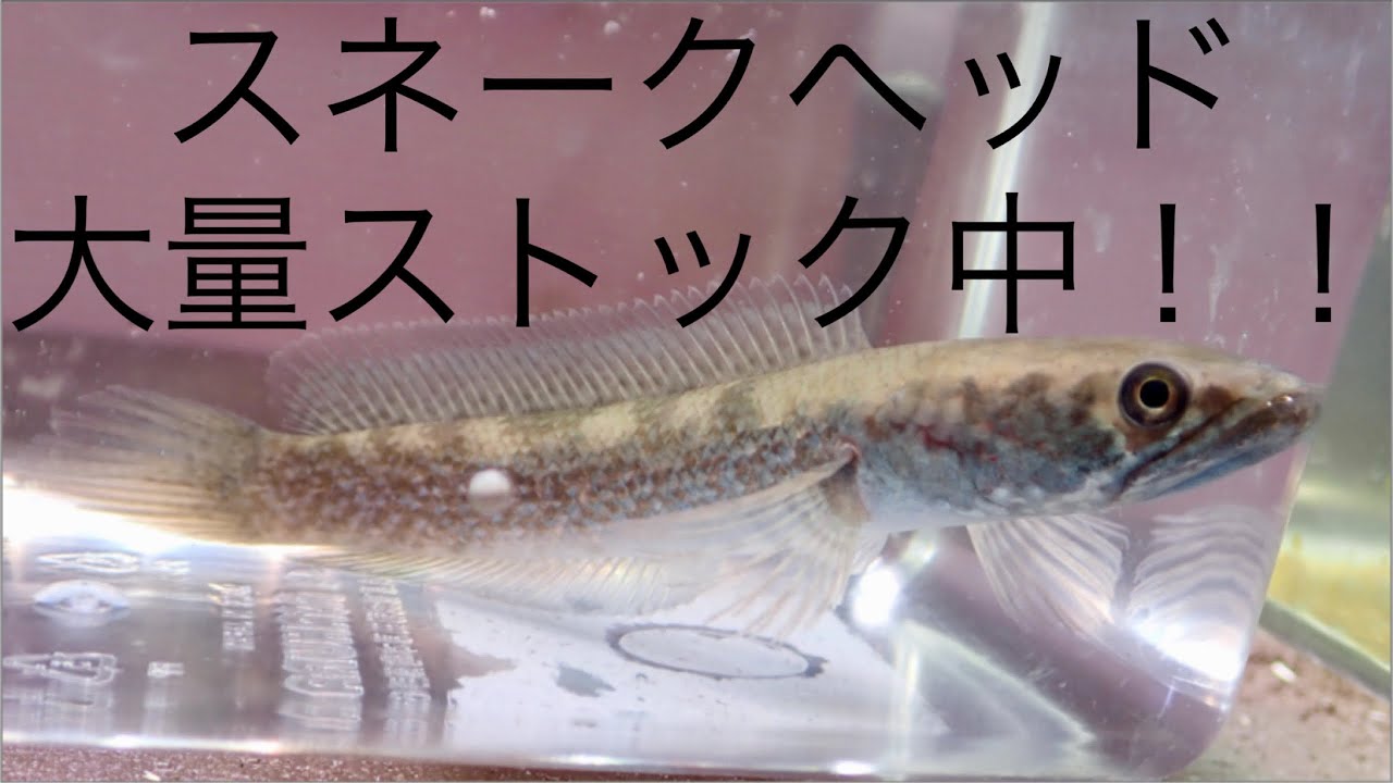 Daiwa Millionaire300スネークヘッドSNAKE HEAD Daiwa Millionaire300スネークヘッドSNAKE HEAD 最終 - メルカリ