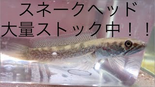スネークヘッド新しい種類が増えたので紹介します！5/23にも大量入荷