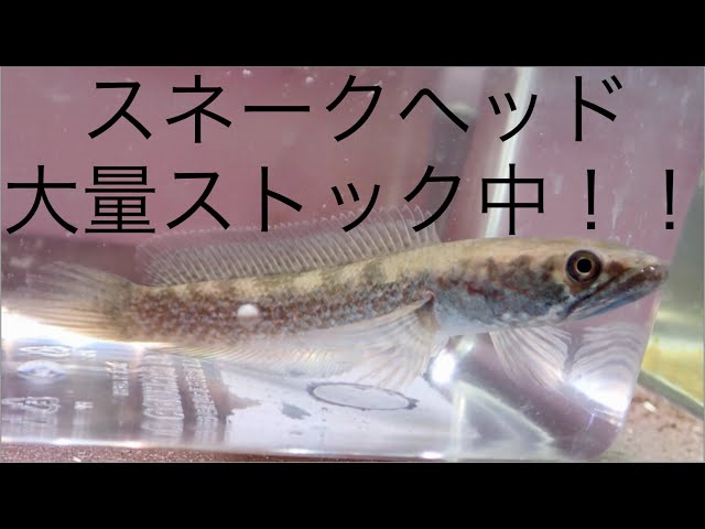 スネークヘッド新しい種類が増えたので紹介します！5/23にも大量入荷