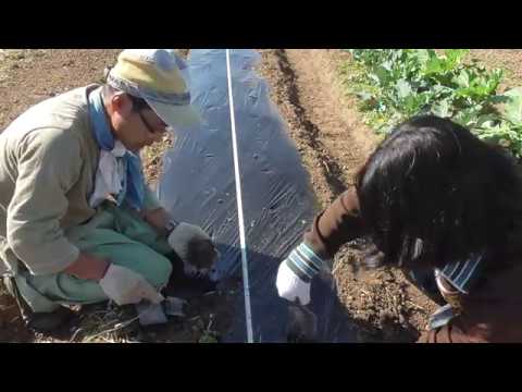 家庭菜園の畑作り マルチの張り方とソラマメ イチゴ苗の定植 18年11月21日農業記録 Youtube