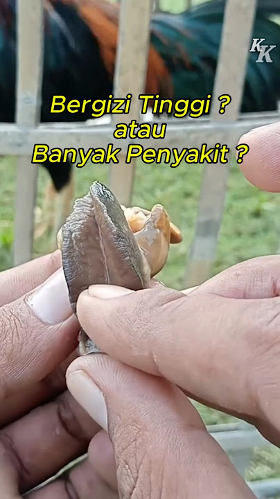 Dilema Bekicot Untuk Ayam Aduan   #aseel #ayambangkok