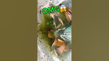 wild betta breeding results🥰#bettafishtank #wildbetta #betta