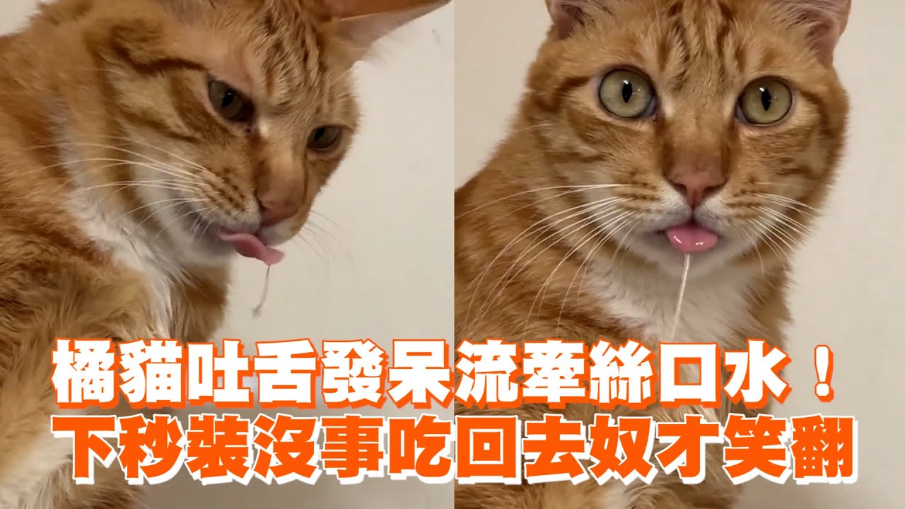 橘貓吐舌發呆流牽絲口水! 下秒裝沒事吃回去奴才笑翻😹|寵物動物|喵星人|精選影片 - YouTube