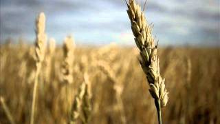 Reciter Yahya Hawwa | Rewayat Hafs A'n Assem_ Surah_  AlMasad