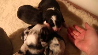 HawkXLark Puppies week 1 by Keechak 199 views 9 years ago 5 minutes, 7 seconds