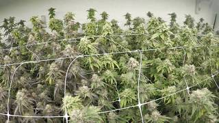 HLG 550 DIY Led Lights, Part  8  Medical Garden, Week 7 Flower, Day 49 of Flower