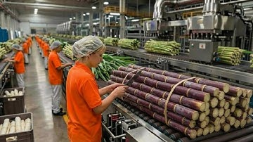 From sugarcane to sugar: Inside a large-scale industrial processing line